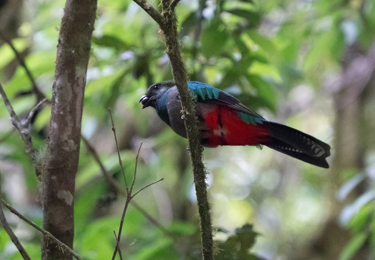 Resplendent Quetzal - ML642079330