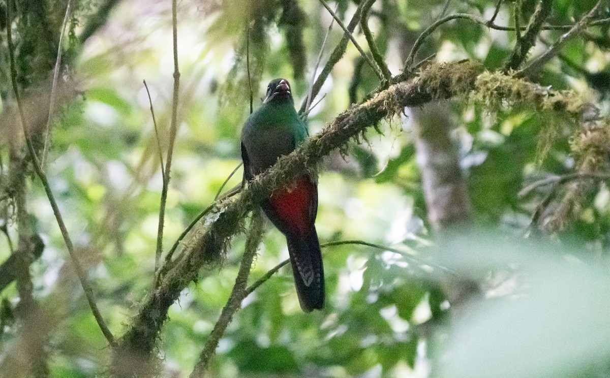Resplendent Quetzal - ML642079332