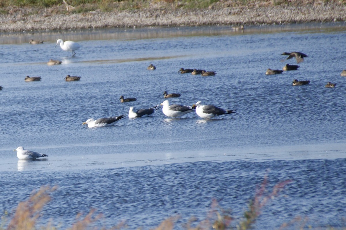 Lesser Black-backed Gull - ML642079333