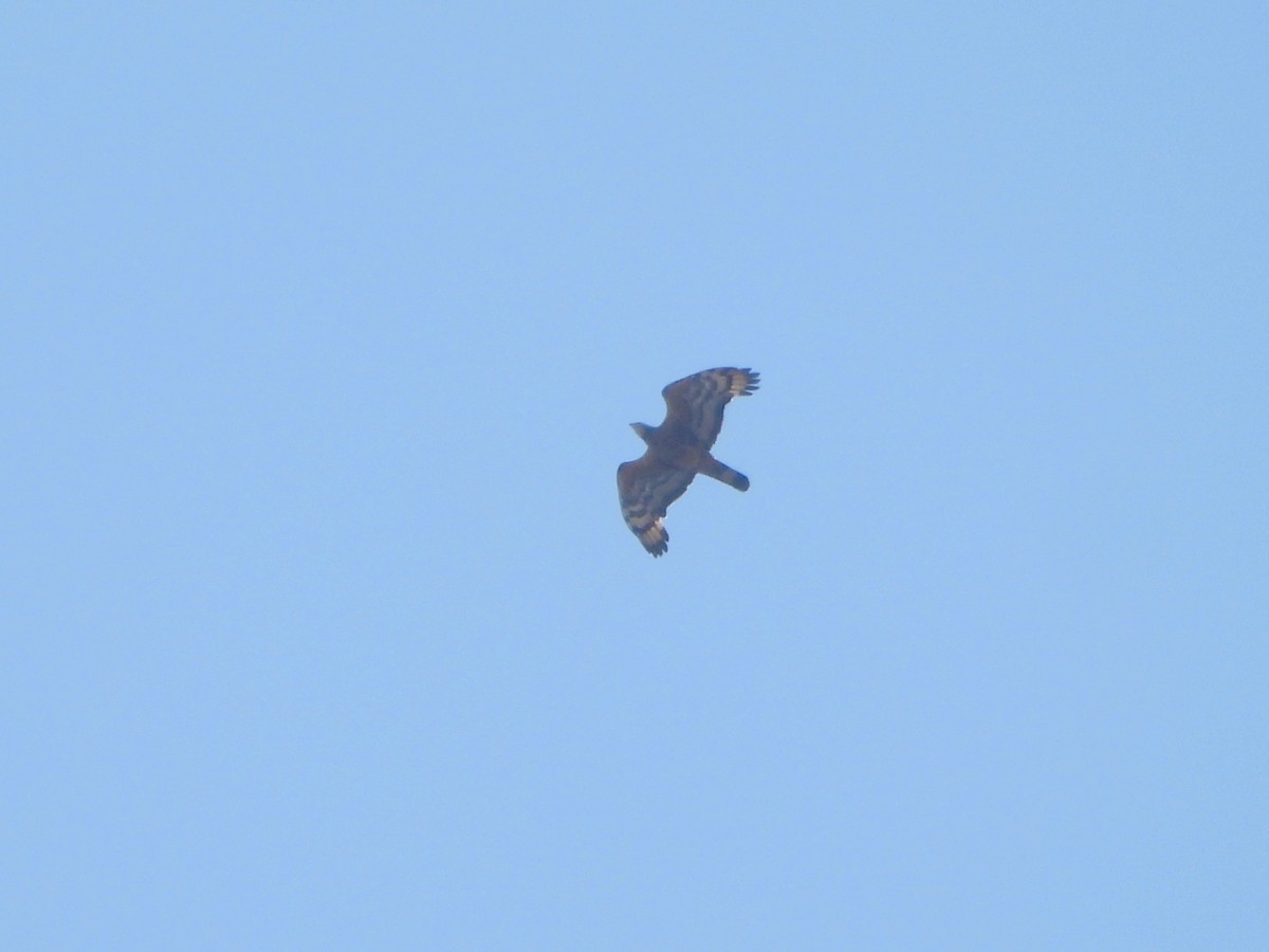 Oriental Honey-buzzard - ML642079339