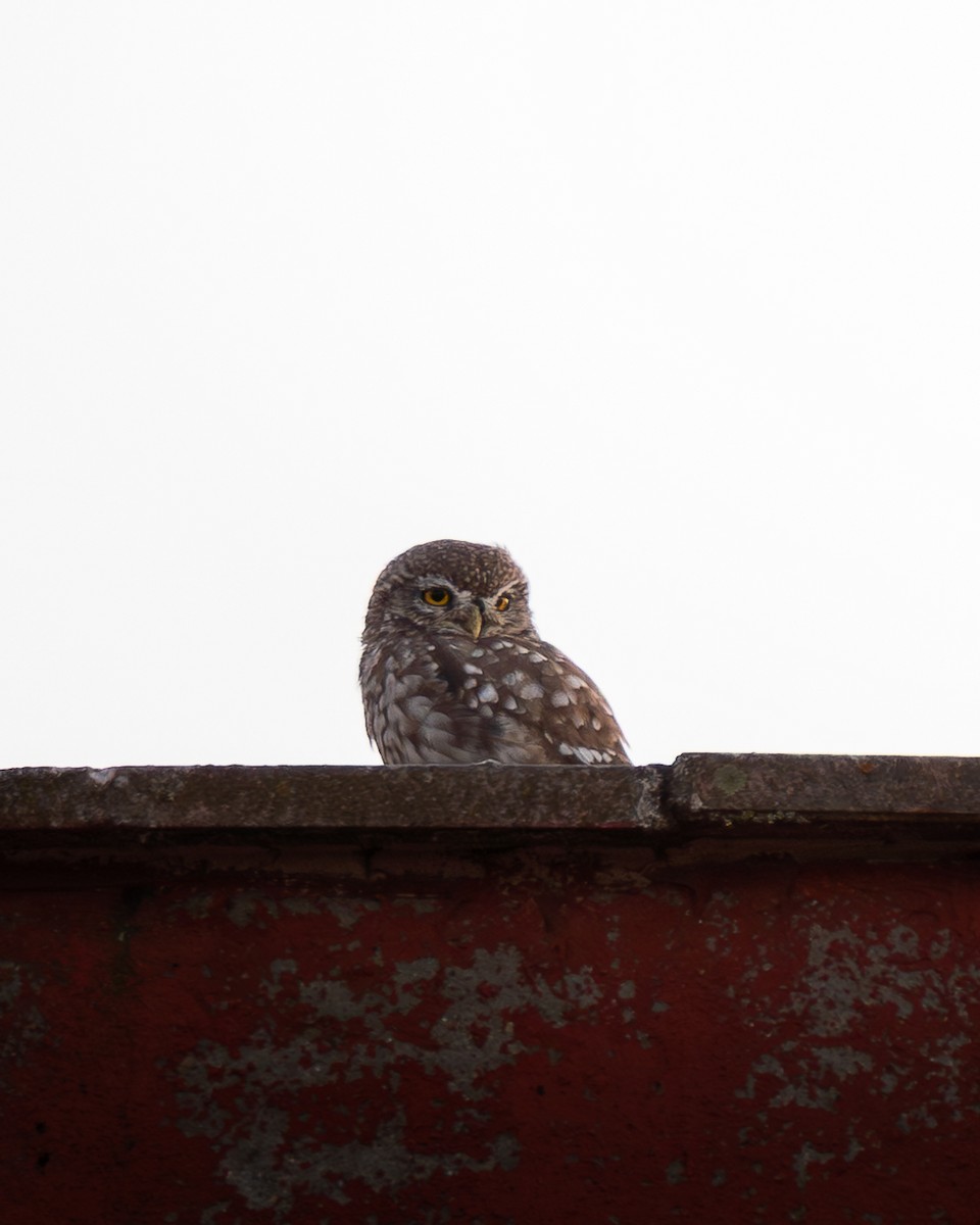 Little Owl - ML642079341