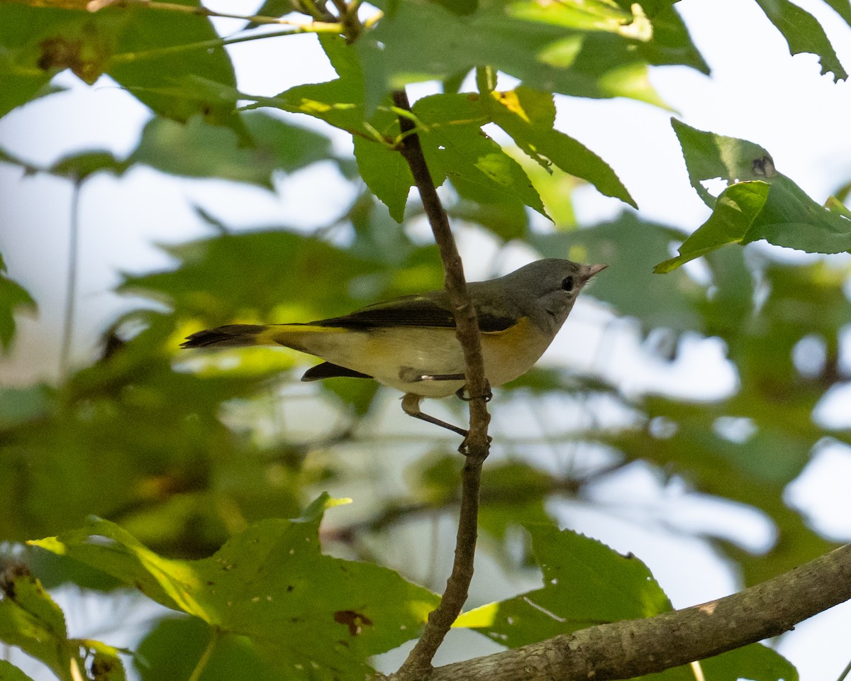 American Redstart - ML642079351
