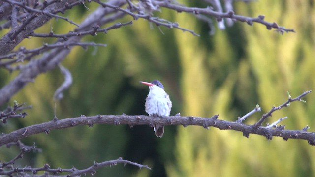 Violet-crowned Hummingbird - ML642079373