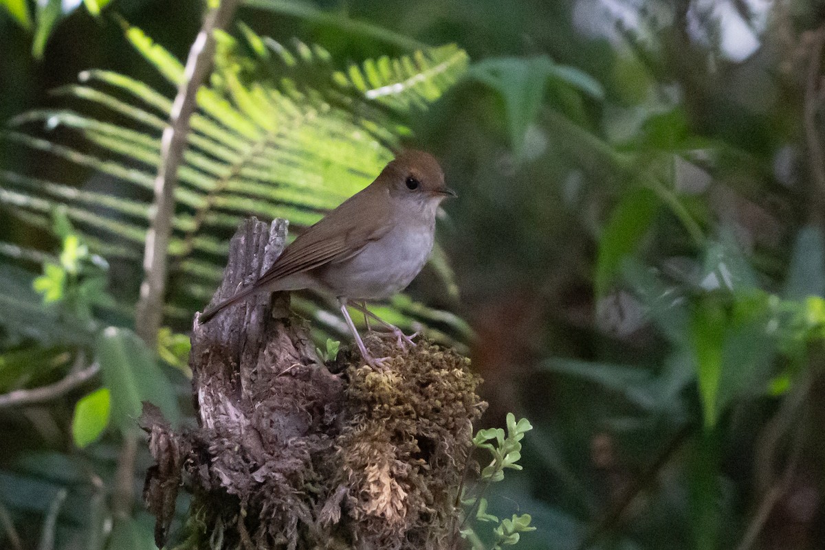 Ruddy-capped Nightingale-Thrush - ML642079389