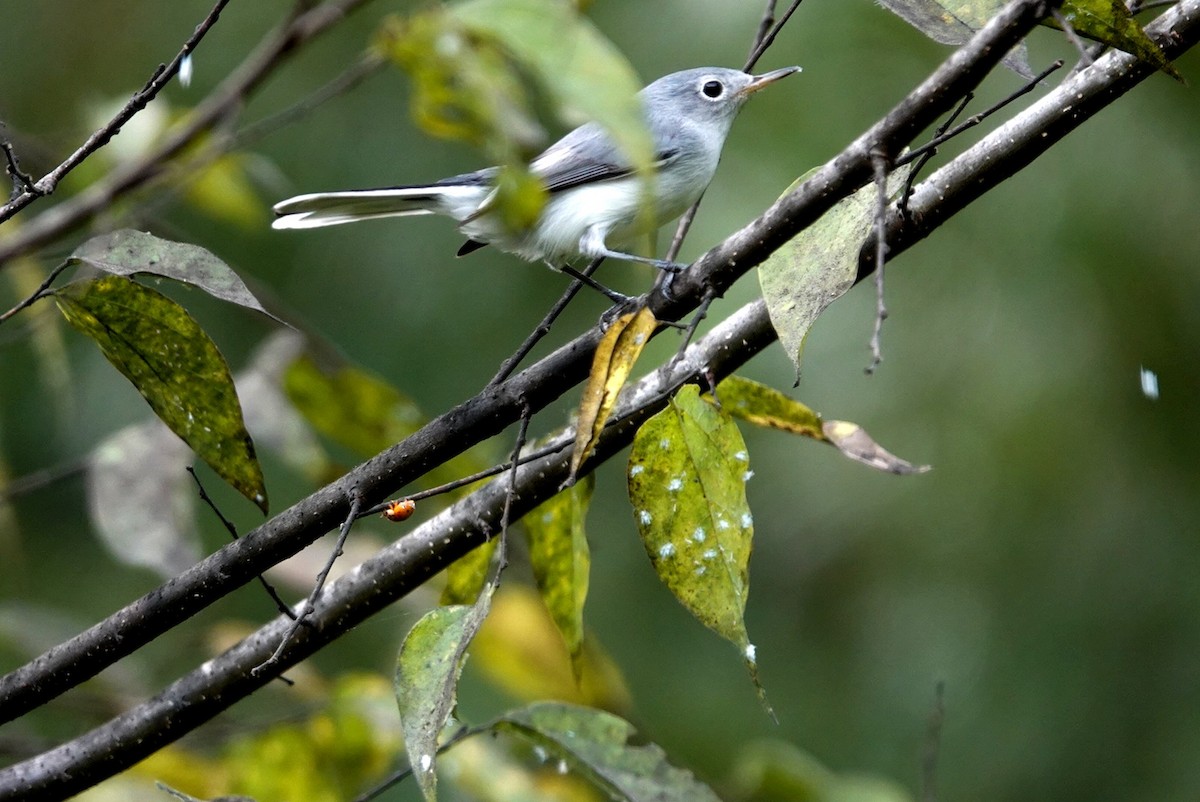 Blue-gray Gnatcatcher - ML642079401