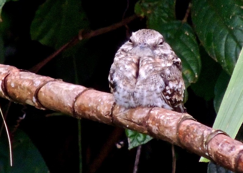Ladder-tailed Nightjar - ML642079402