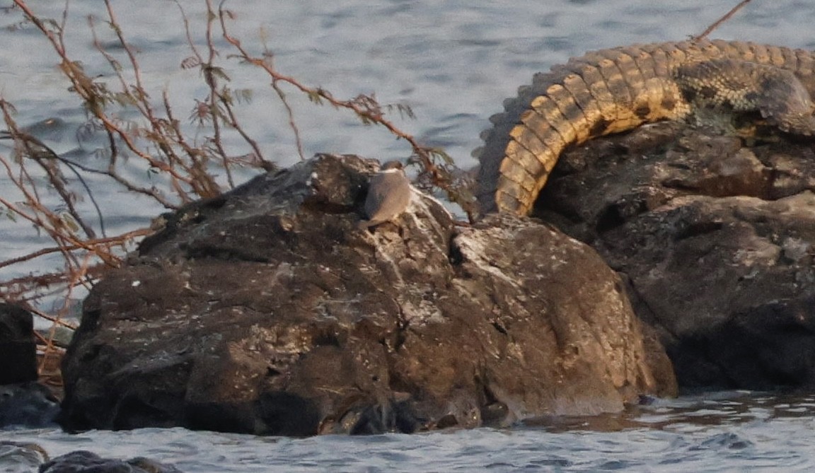 Rock Pratincole - ML642079423