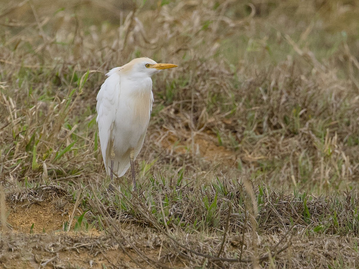 Western Cattle-Egret - ML642079428