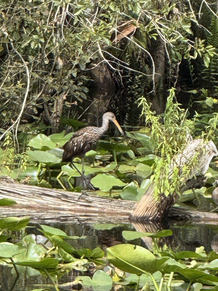 Limpkin - ML642079431