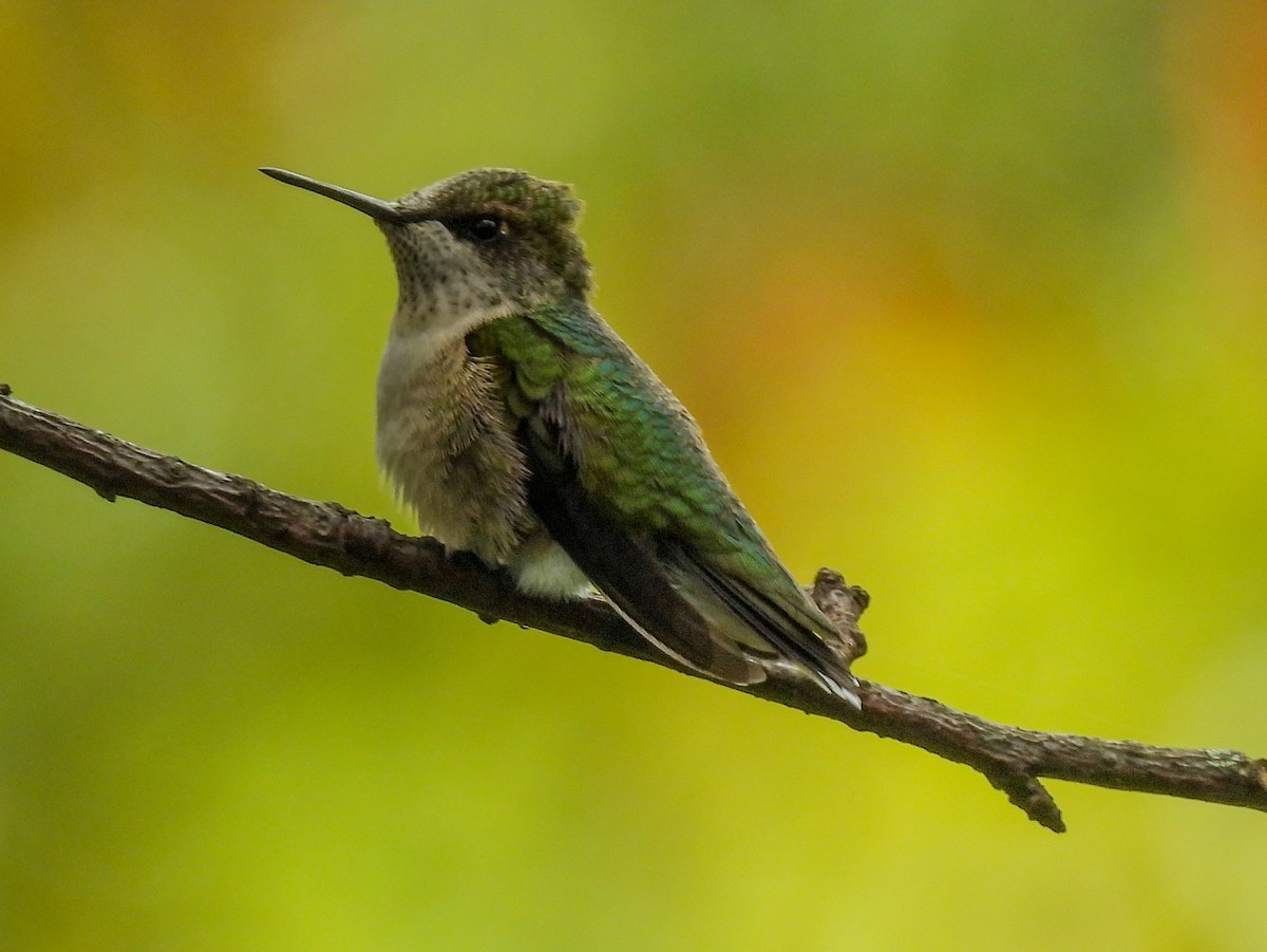 Colibrí Gorjirrubí - ML642079455