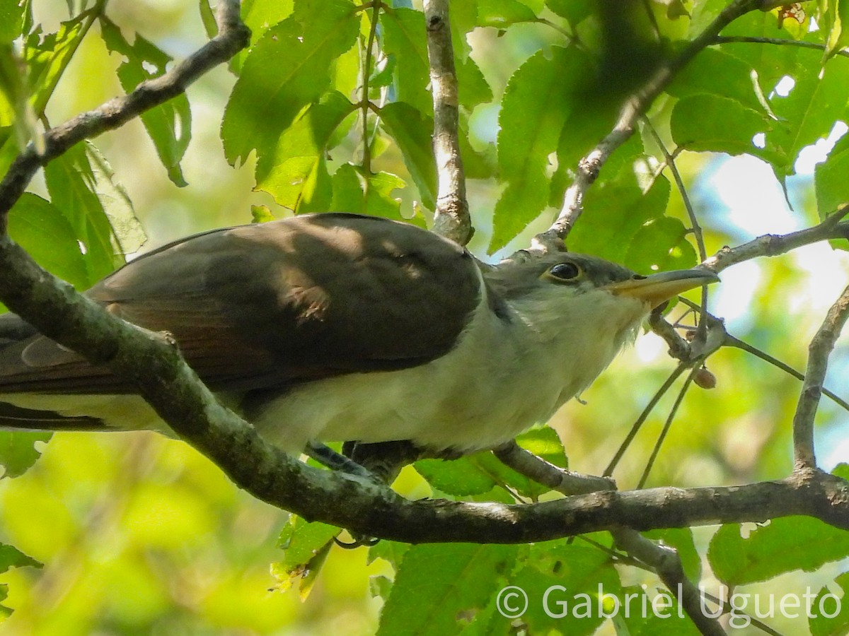Cuclillo Piquigualdo - ML642079456