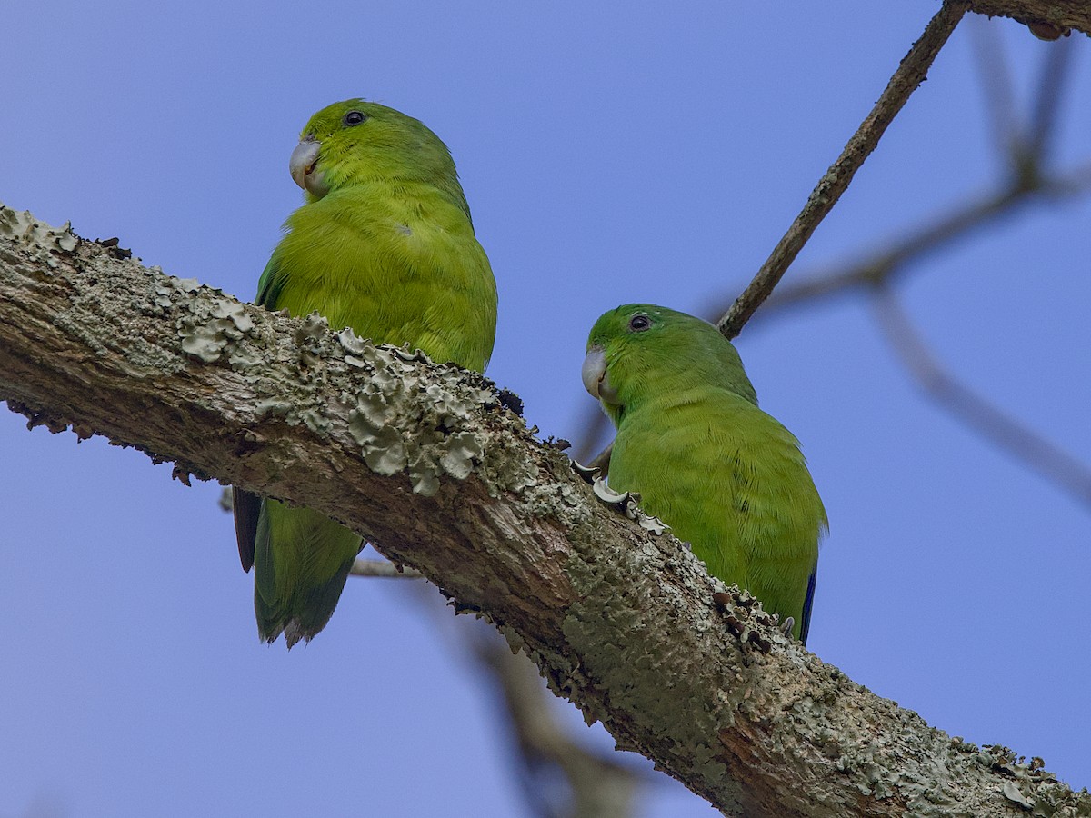 Cotorrita Aliazul - ML642079459