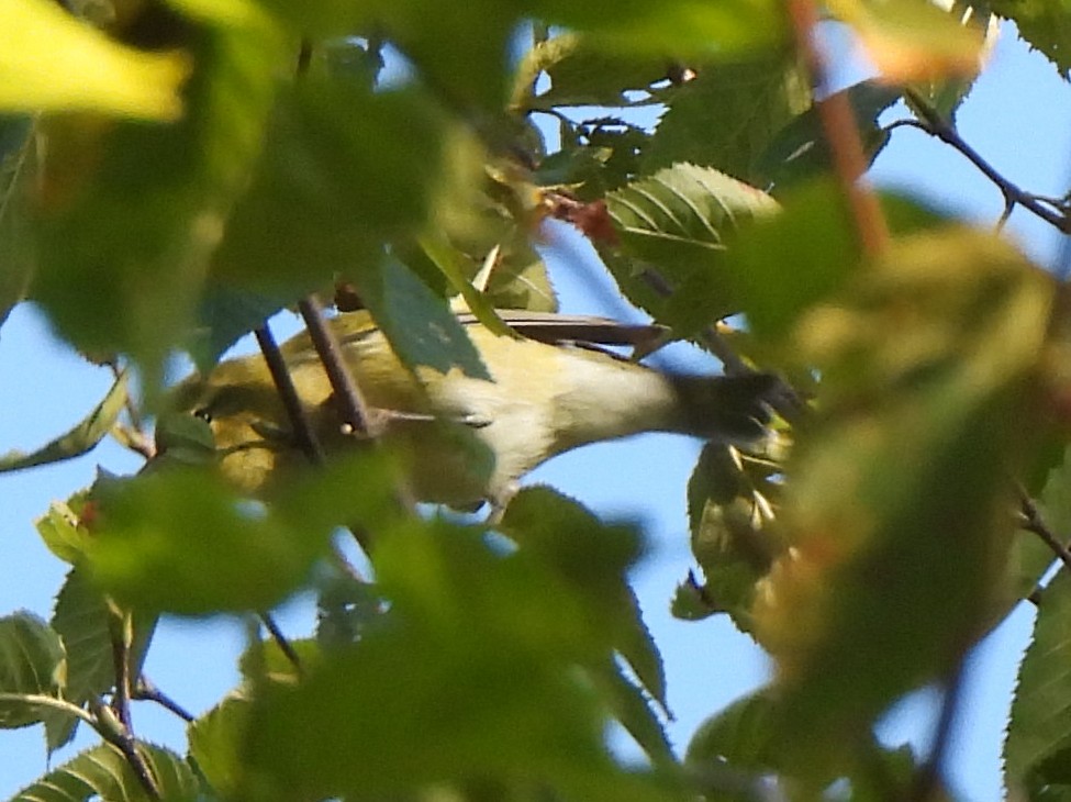 Tennessee Warbler - ML642079498