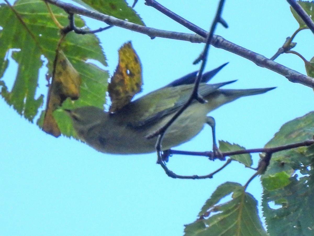 Tennessee Warbler - ML642079499