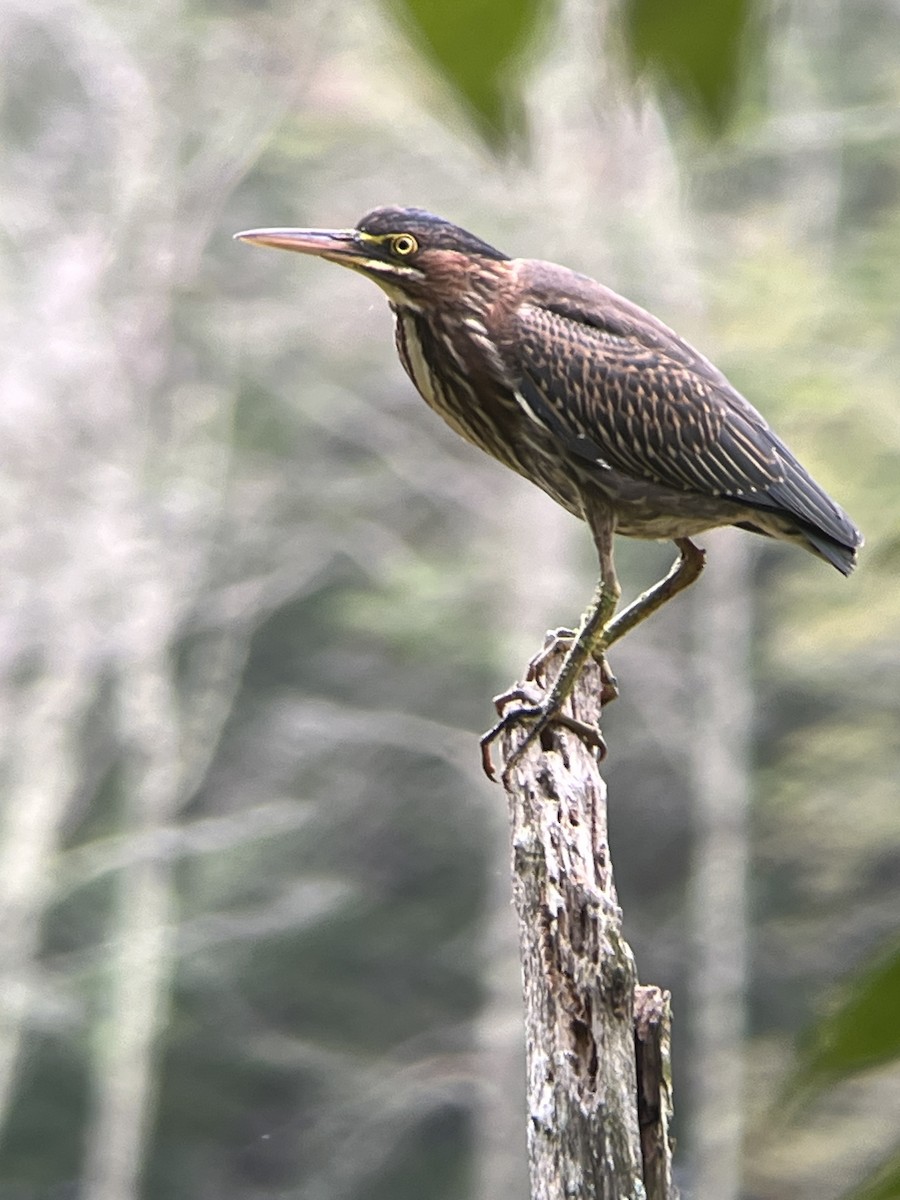 アメリカササゴイ - ML642079506