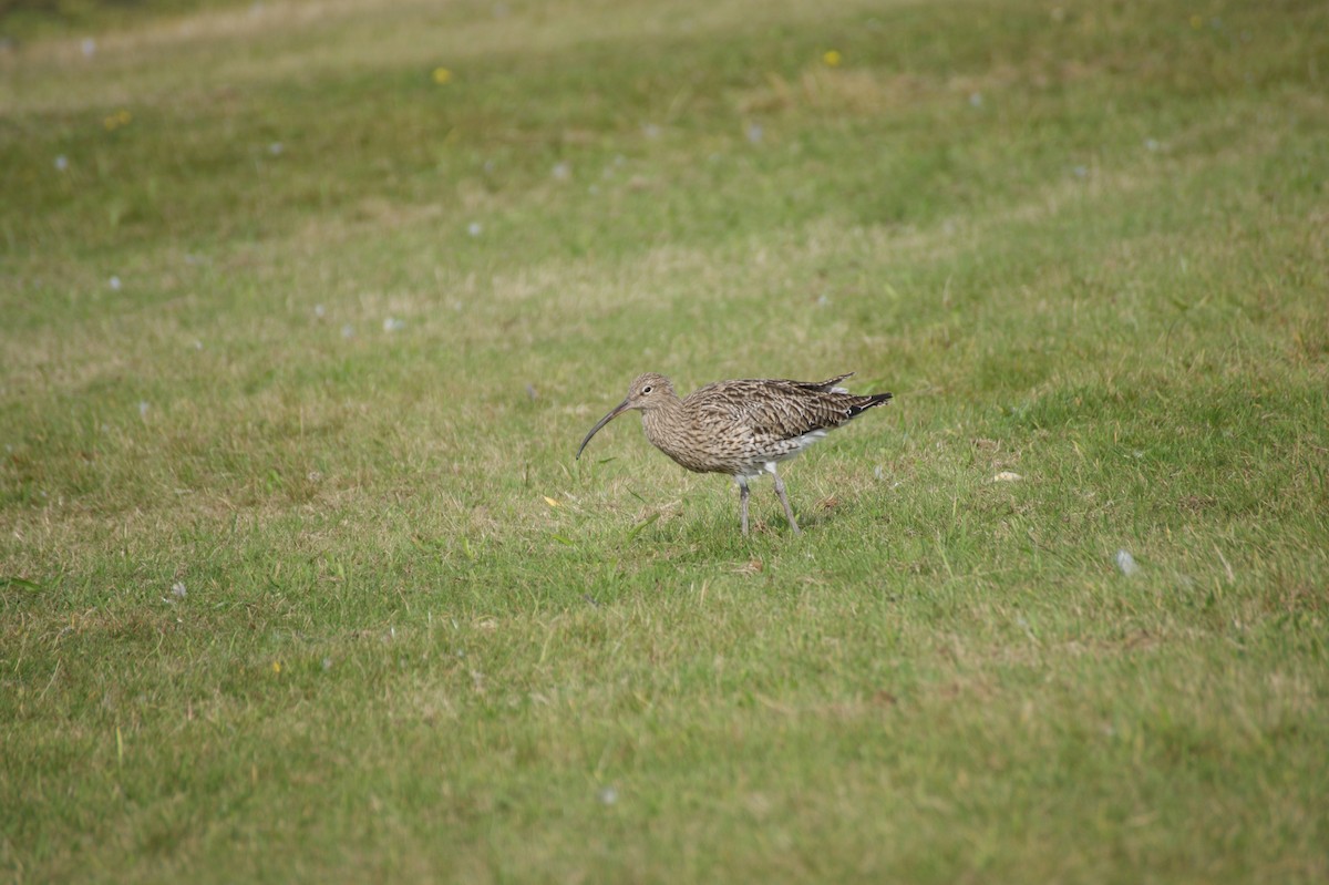 Eurasian Curlew - ML642079510