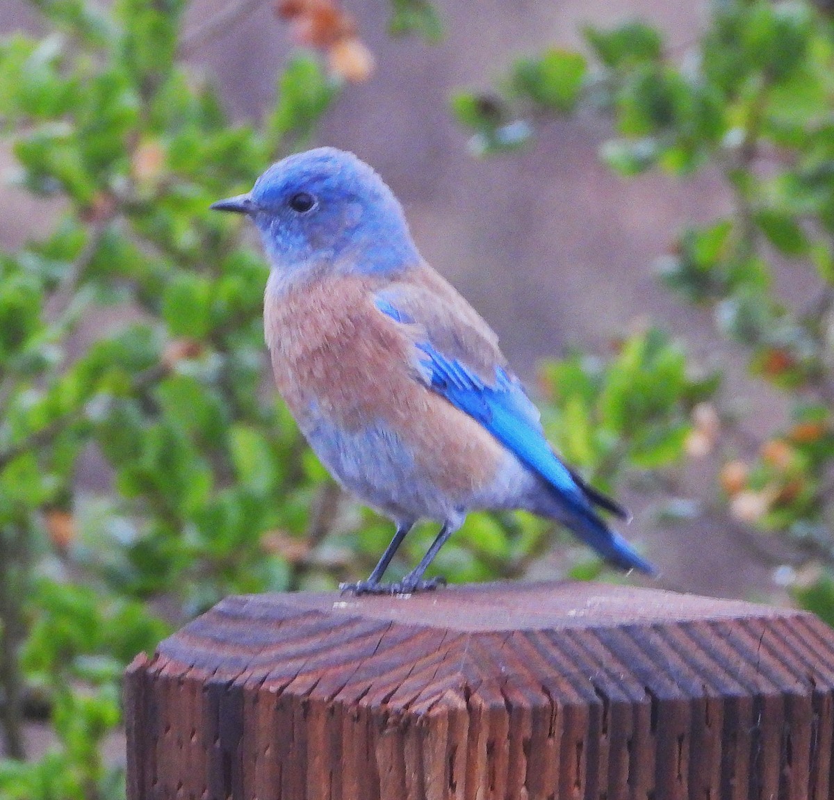 Western Bluebird - ML642079511