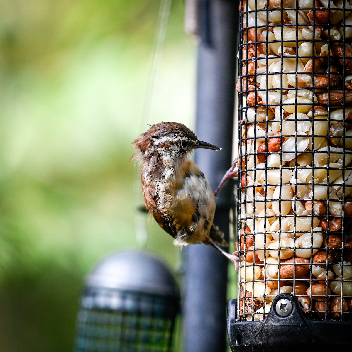 Carolina Wren - ML642079517
