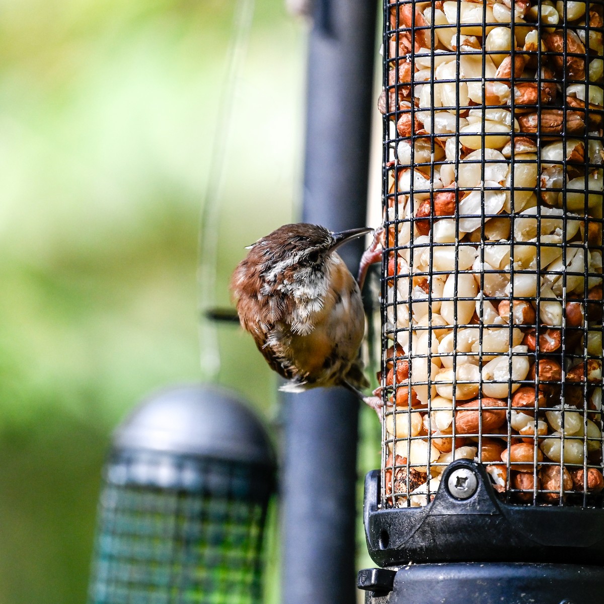 Carolina Wren - ML642079518