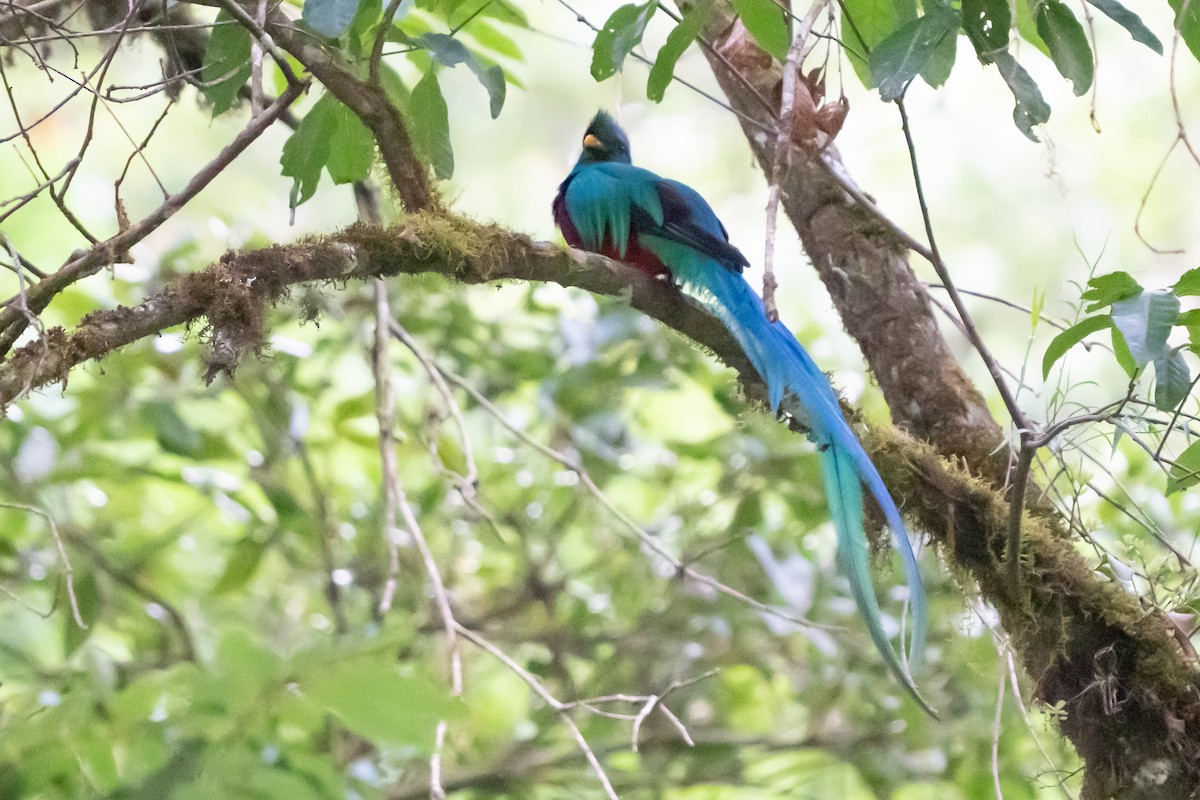 Quetzal - ML642079549