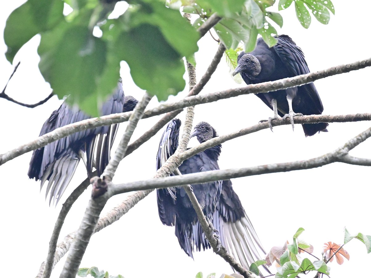 Black Vulture - ML642079571