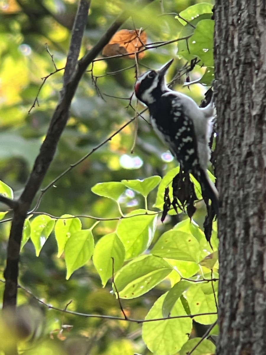 セジロアカゲラ - ML642079573