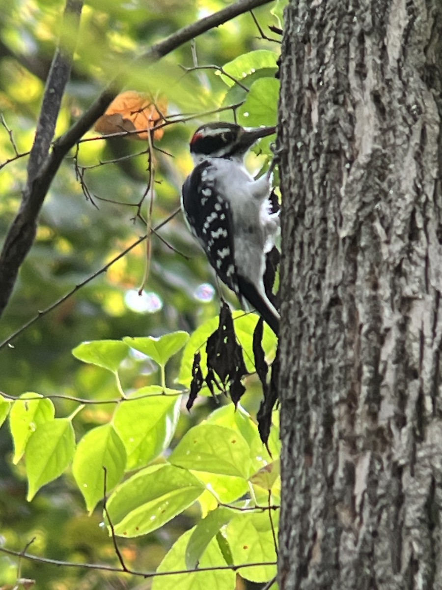 セジロアカゲラ - ML642079574