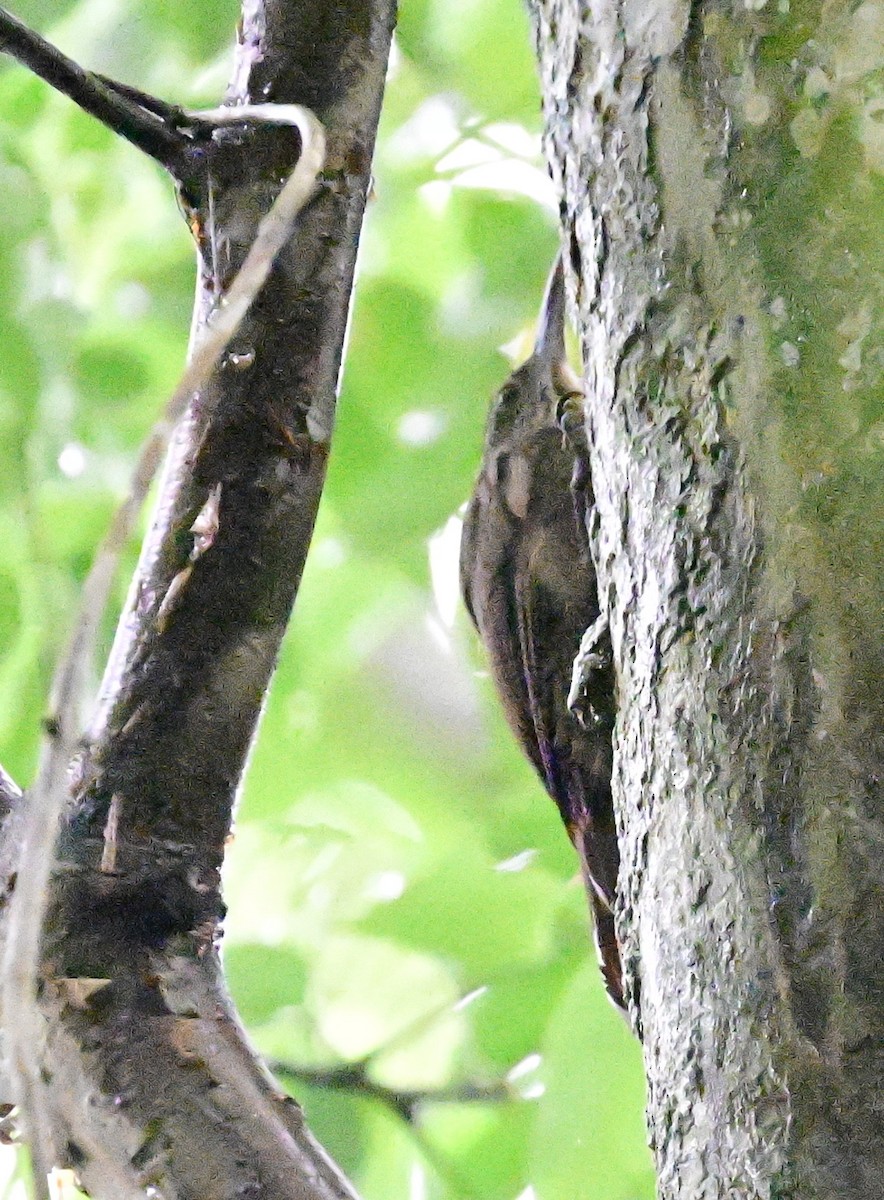 Grimpar cacao - ML642079591