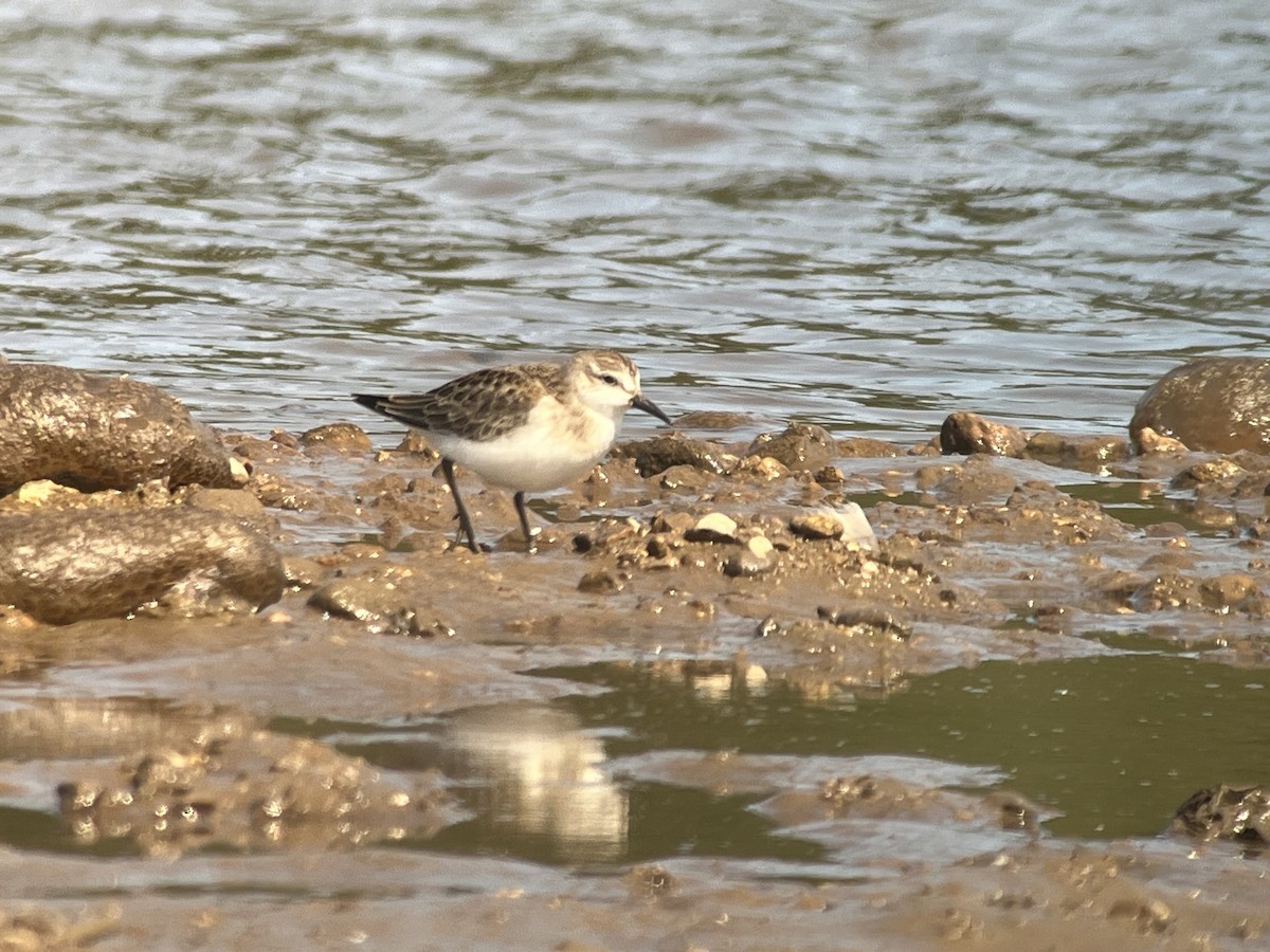 tanımsız küçük kumkuşu (Calidris sp.) - ML642079625