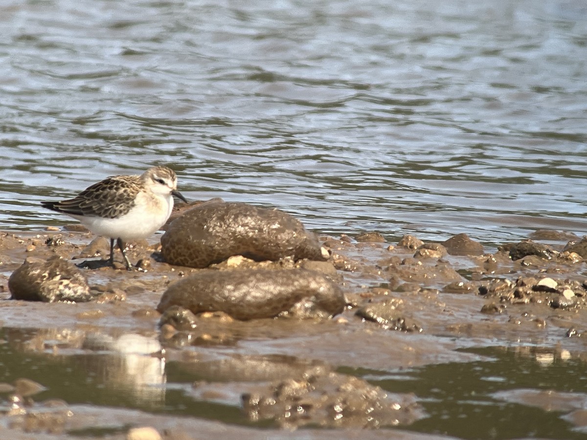 tanımsız küçük kumkuşu (Calidris sp.) - ML642079626