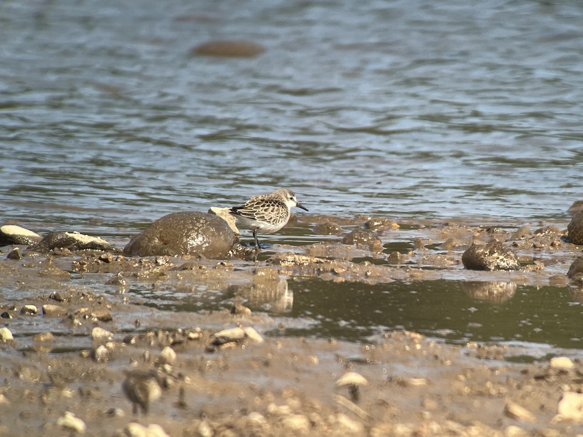 tanımsız küçük kumkuşu (Calidris sp.) - ML642079627
