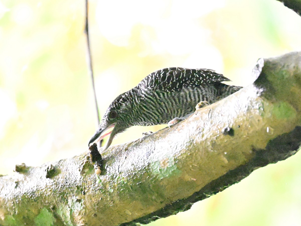 Fasciated Antshrike - ML642079638