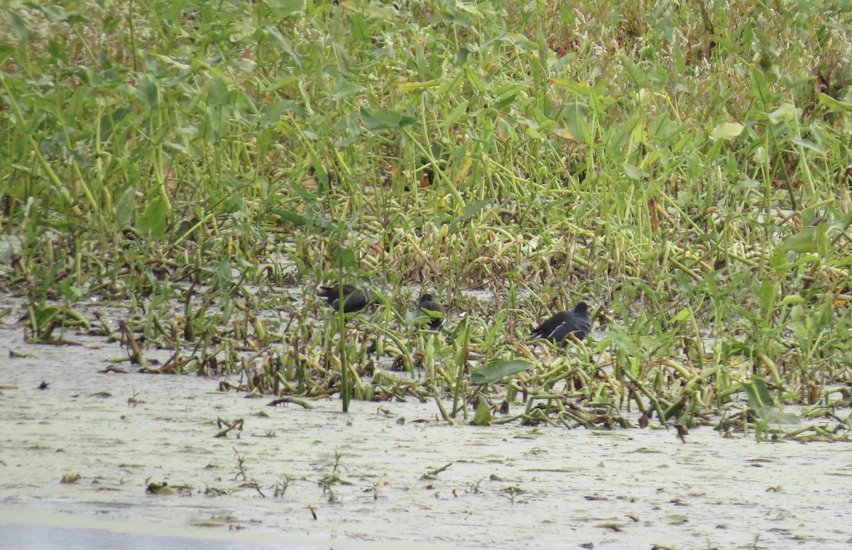 Common Gallinule - ML642079683