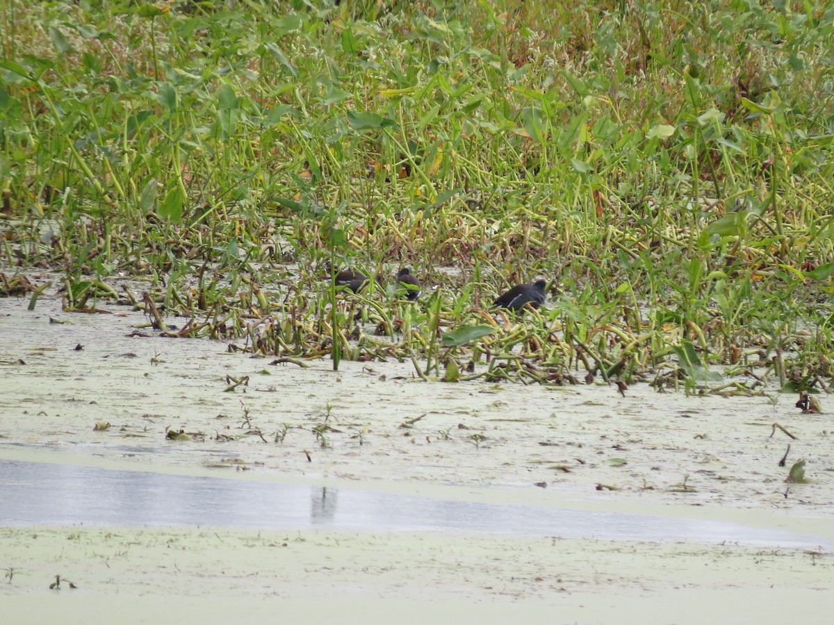 Common Gallinule - ML642079699