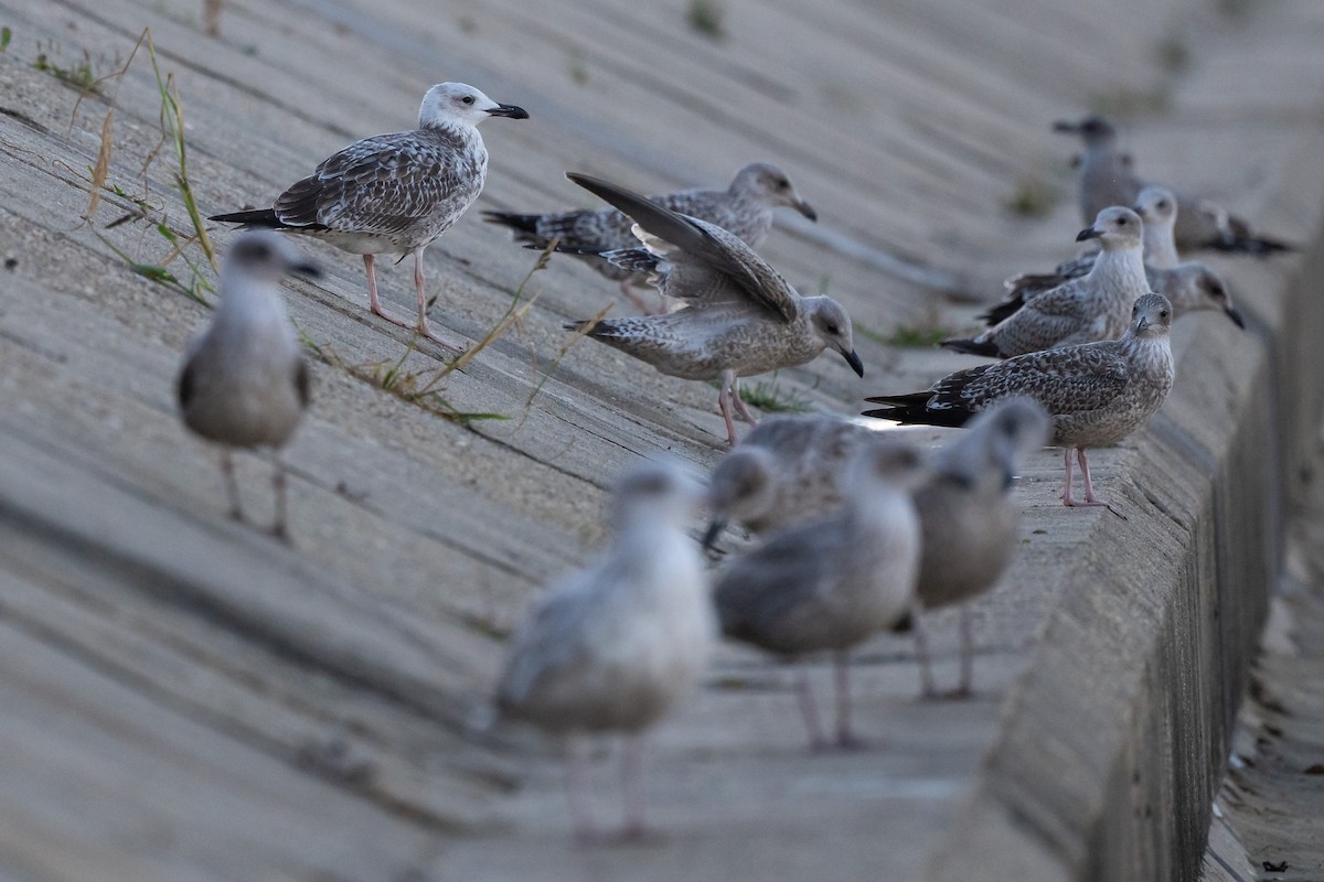 Caspian Gull - ML642079717