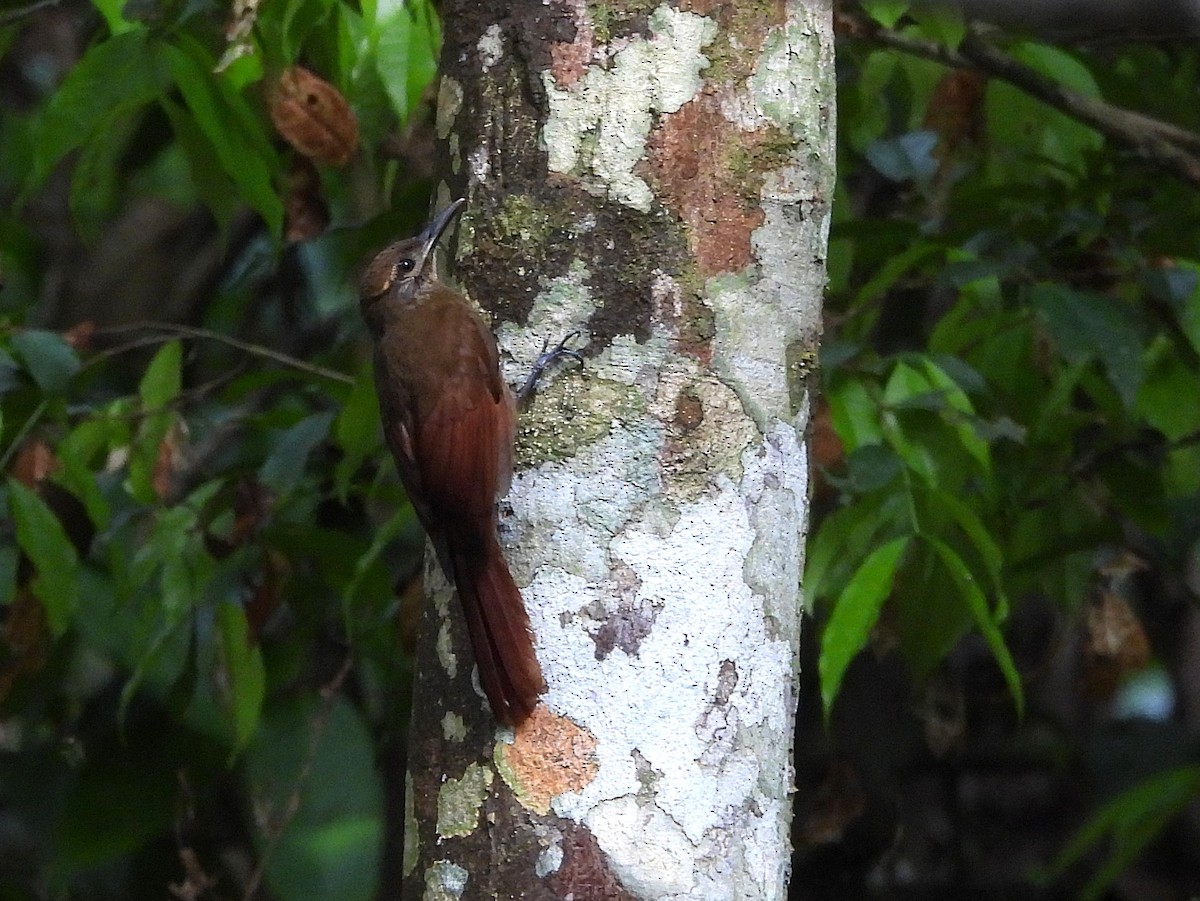 Plain-brown Woodcreeper - ML642079719