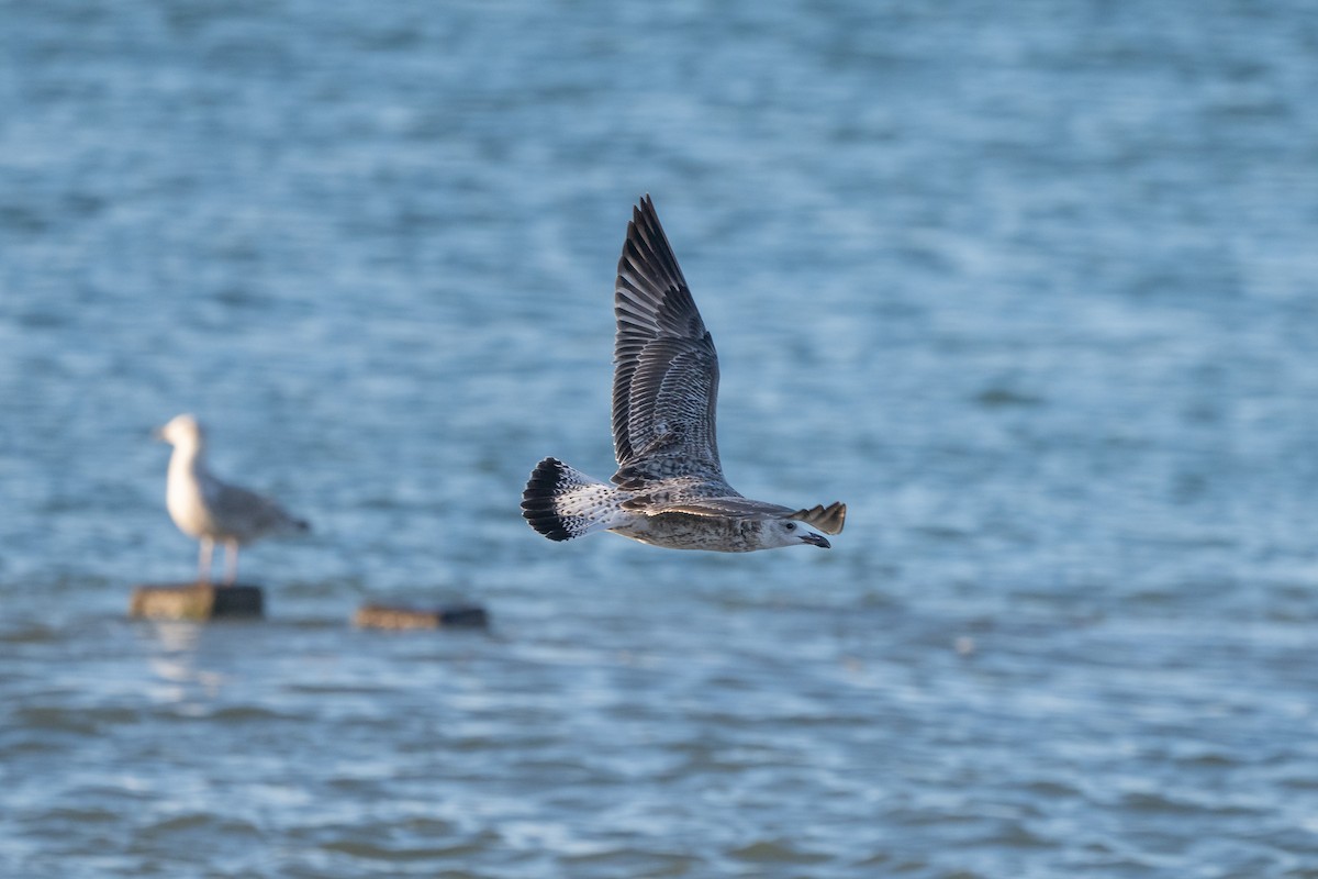 Caspian Gull - ML642079725