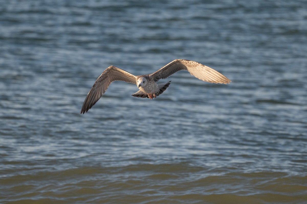 Caspian Gull - ML642079736