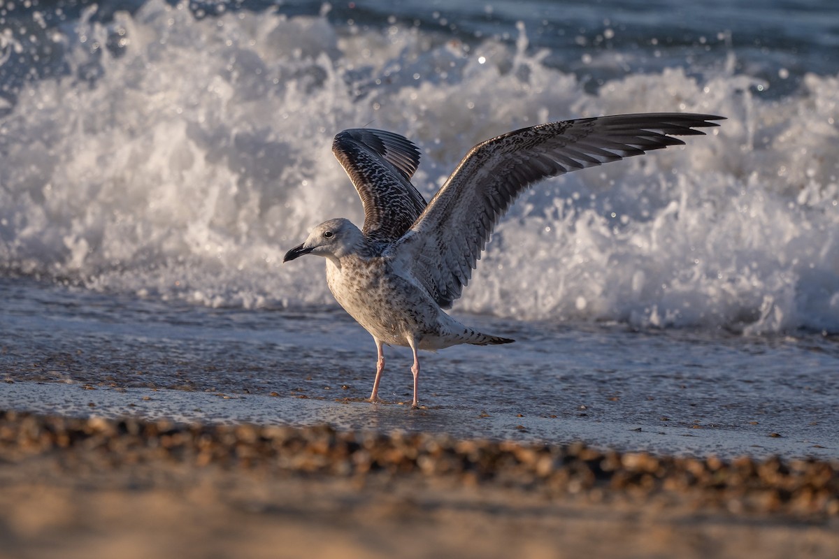 Caspian Gull - ML642079745