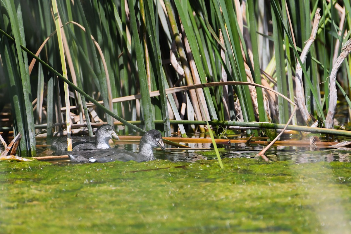American Coot - ML642079748