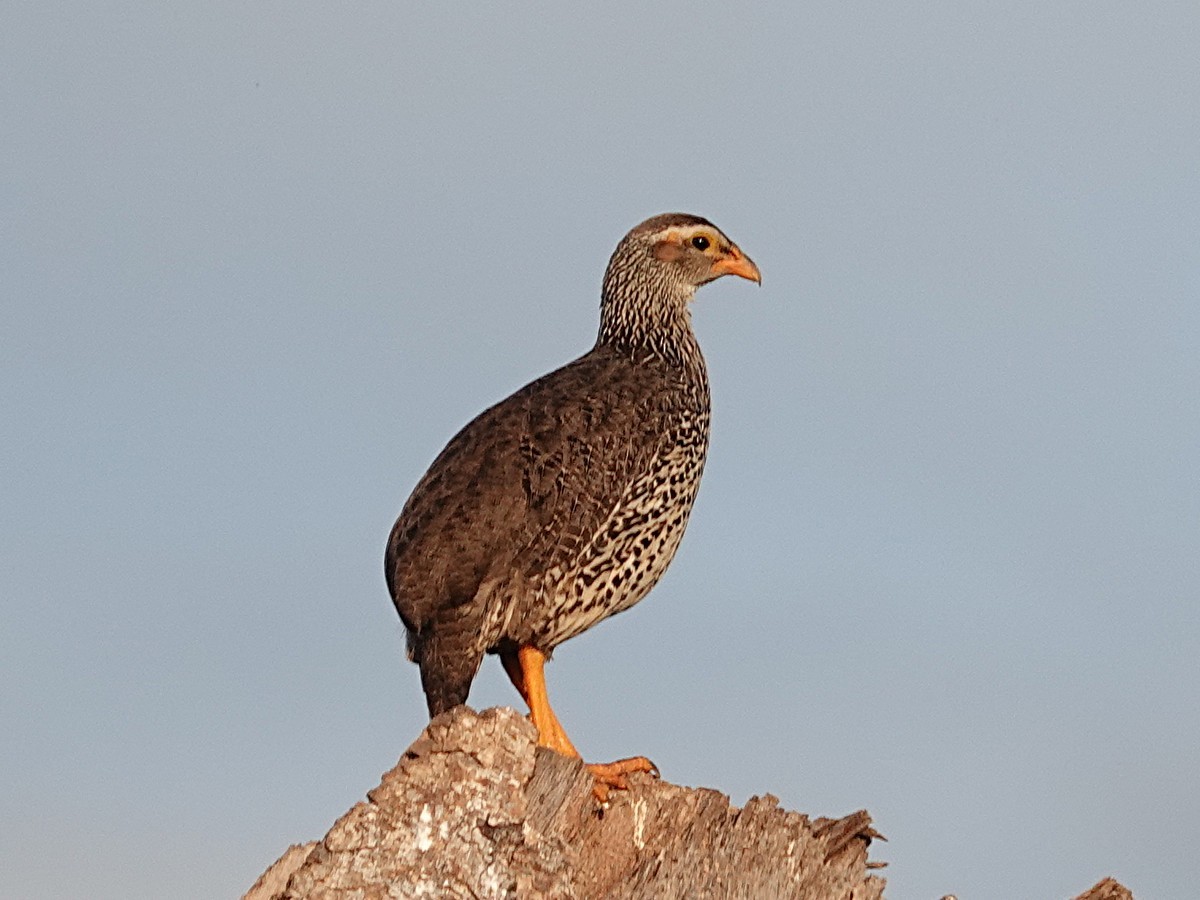 Francolín Piquigualdo - ML642079749