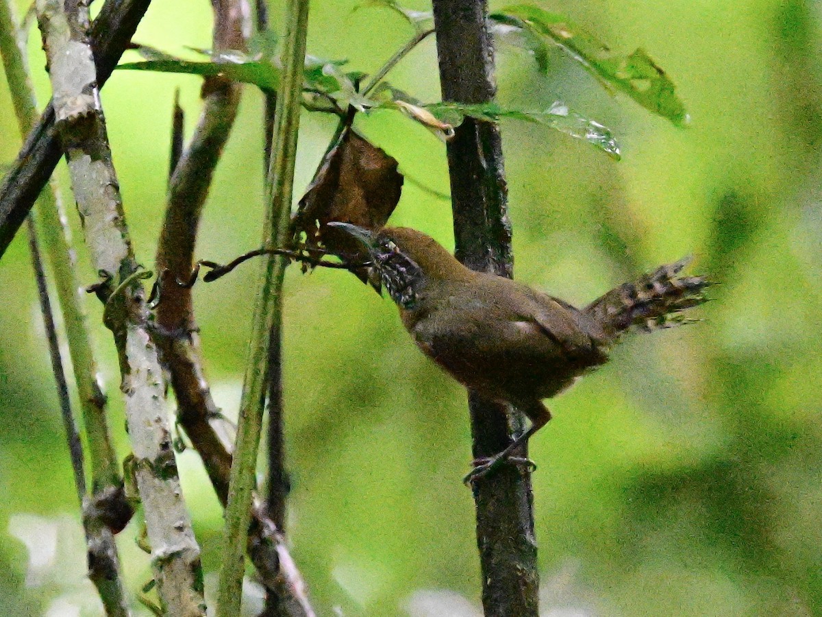 Rufous-breasted Wren - ML642079762