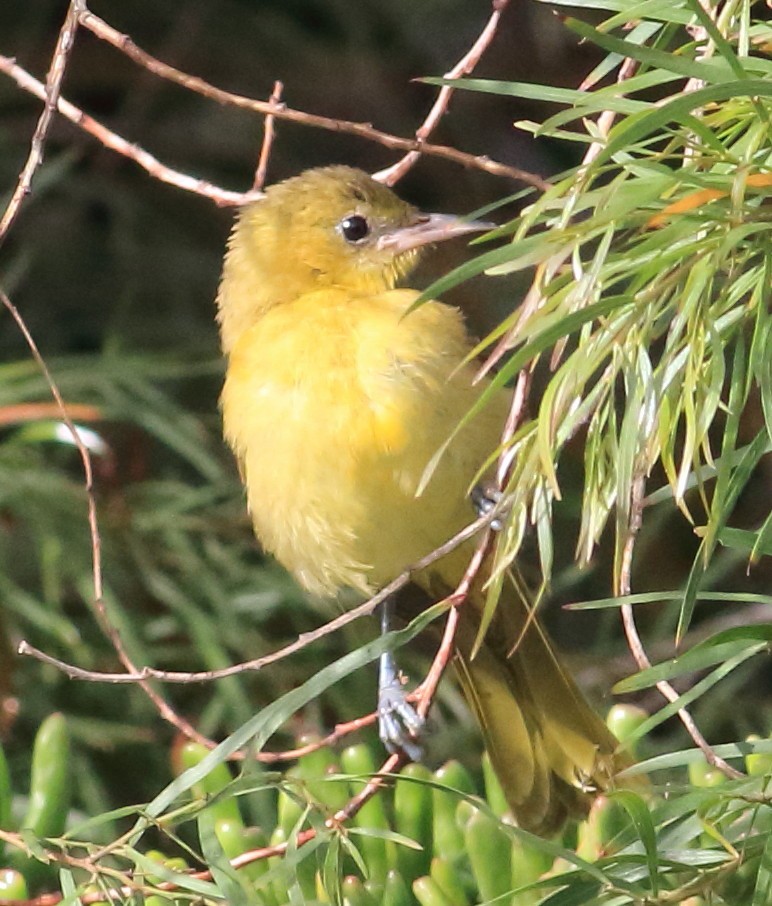 Hooded Oriole - ML642079768