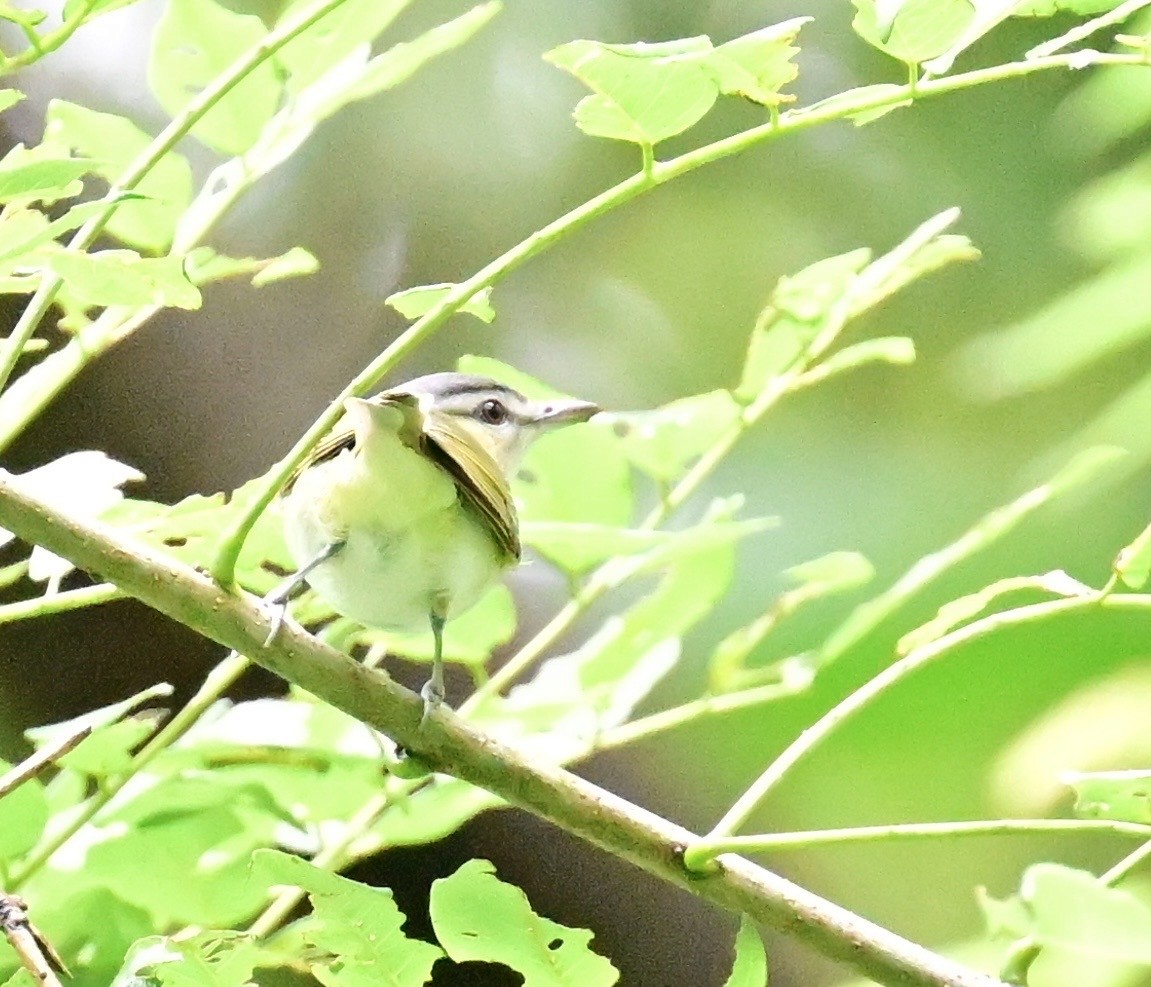 Red-eyed Vireo - ML642079775