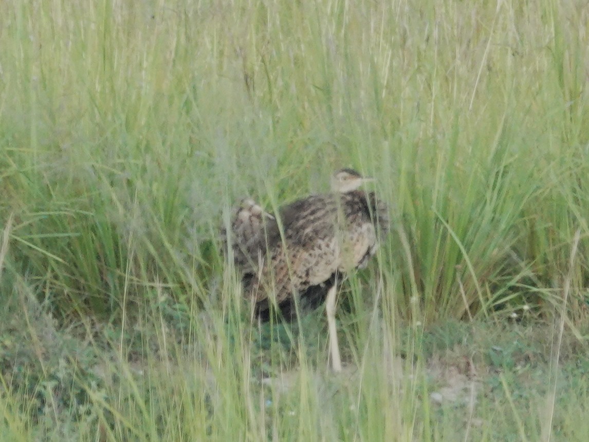 Black-bellied Bustard - ML642079776