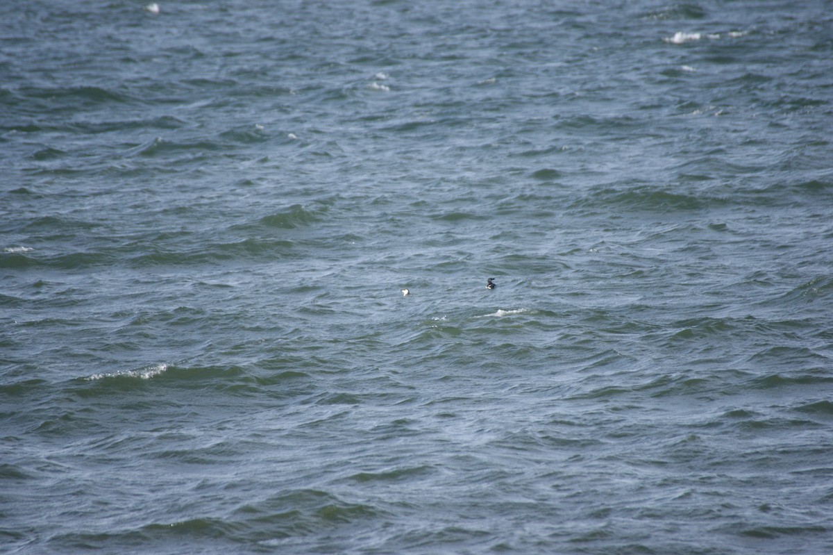 Razorbill - ML642079778