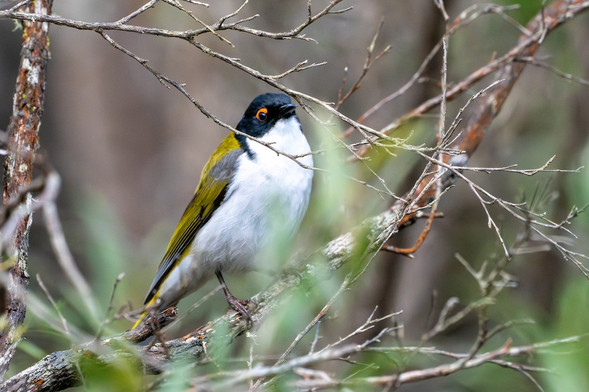 White-naped Honeyeater - ML642079781