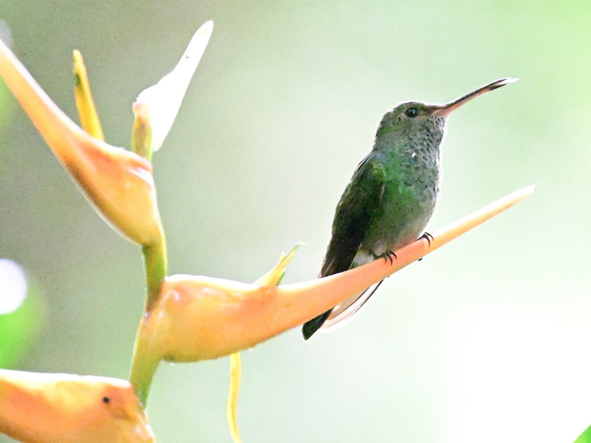 Rufous-tailed Hummingbird - ML642079782