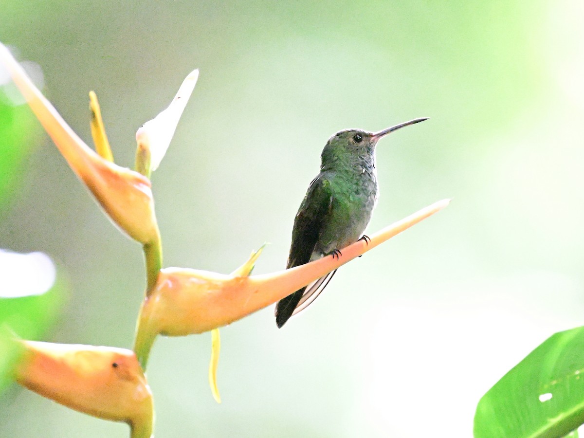 Rufous-tailed Hummingbird - ML642079783