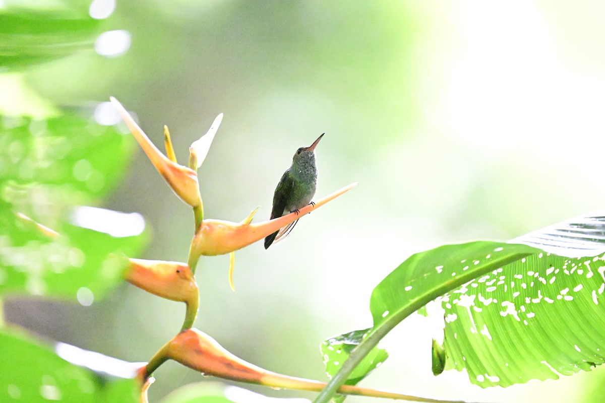 Rufous-tailed Hummingbird - ML642079784